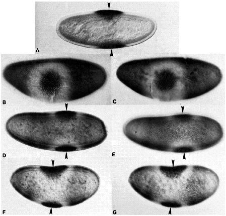 Dorsal-ventral pattern formation 1391 Fig. 5. Embryos with two dorsal-ventral patterns.