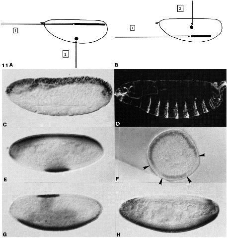 Dorsal-ventral pattern formation 1393 thus broader than the 20- to 22-cell-wide twist expression zone of wild-type embryos. Fig.