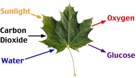 Photosynthesis in leaves The process in which