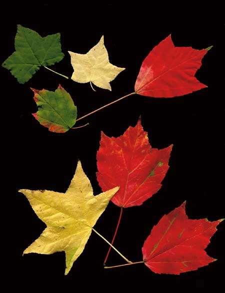 Do you know why leaves change colors in the Fall? Please explain.