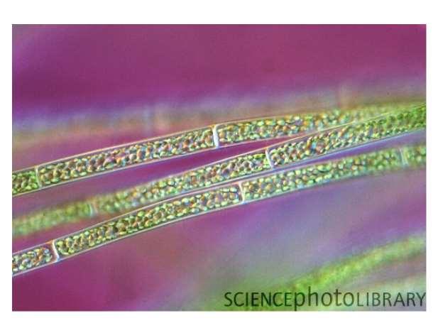 Filamentous green algae Caption: Light micrograph of filamentous green algae showing the individual cells crammed full of chloroplasts (tiny oval bodies).