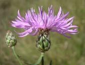 (Butcher, 1984) Replacement of Grass by Spotted Knapweed Over Time Chemical Control Plants/m 2