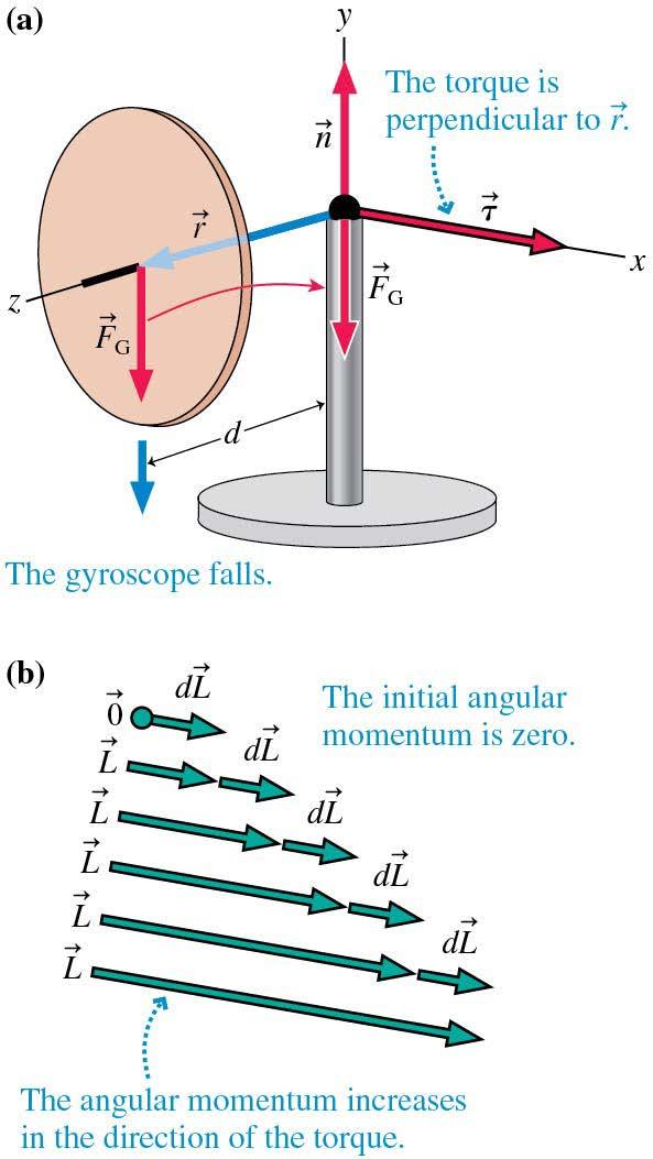Gravity on a Nonspinning Gyroscope Shown is a nonspinning gyroscope. When it is released, the net torque is entirely gravitational torque. Initially, the angular momentum is zero.