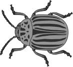 11 The Colorado potato beetle can be found in gardens in Ohio. Colorado Potato Beetle Potato beetles destroy many crops, such as potatoes and tomatoes.