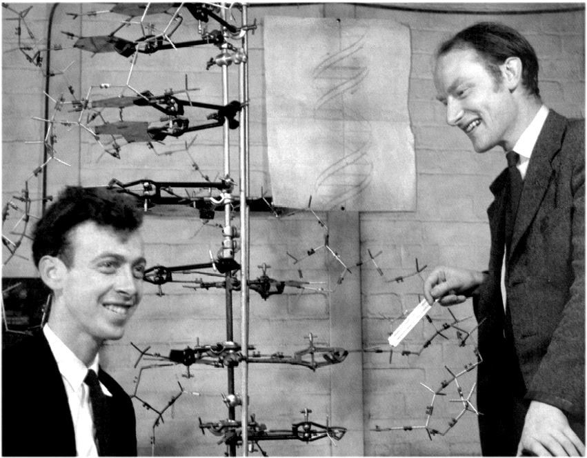James Watson & Francis Crick (1953)