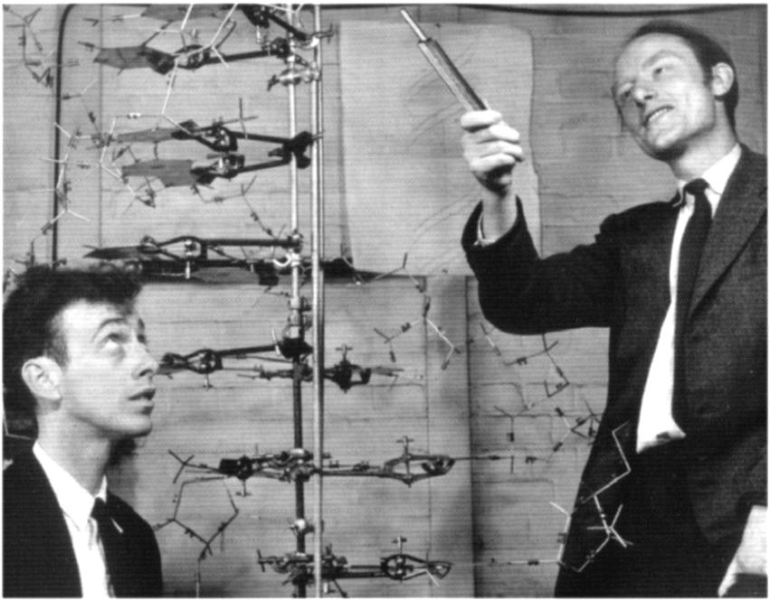 James Watson & Francis Crick (1953)