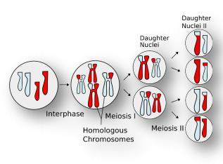 Activity The purpose of meiosis, a cell division process, is to create gametes with genetic variability for use in sexual reproduction.