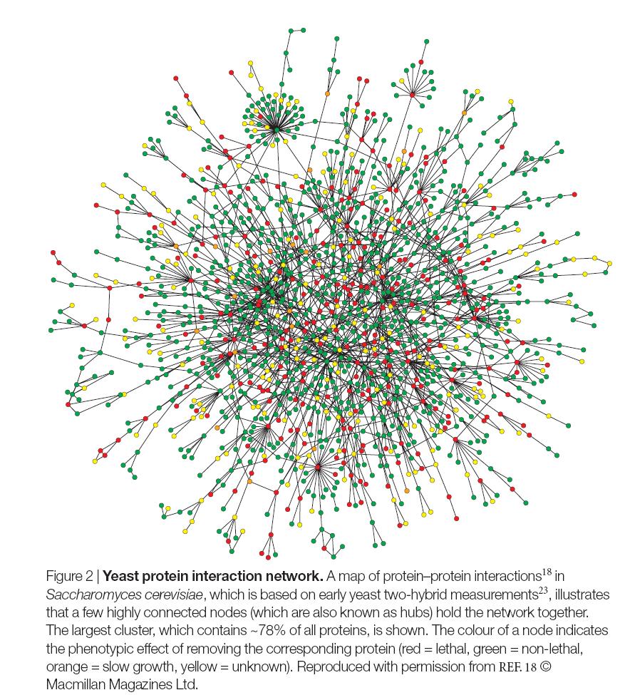 Networks in Molecular Biology Protein-Protein interactions Protein-DNA interactions Genetic interactions Metabolic