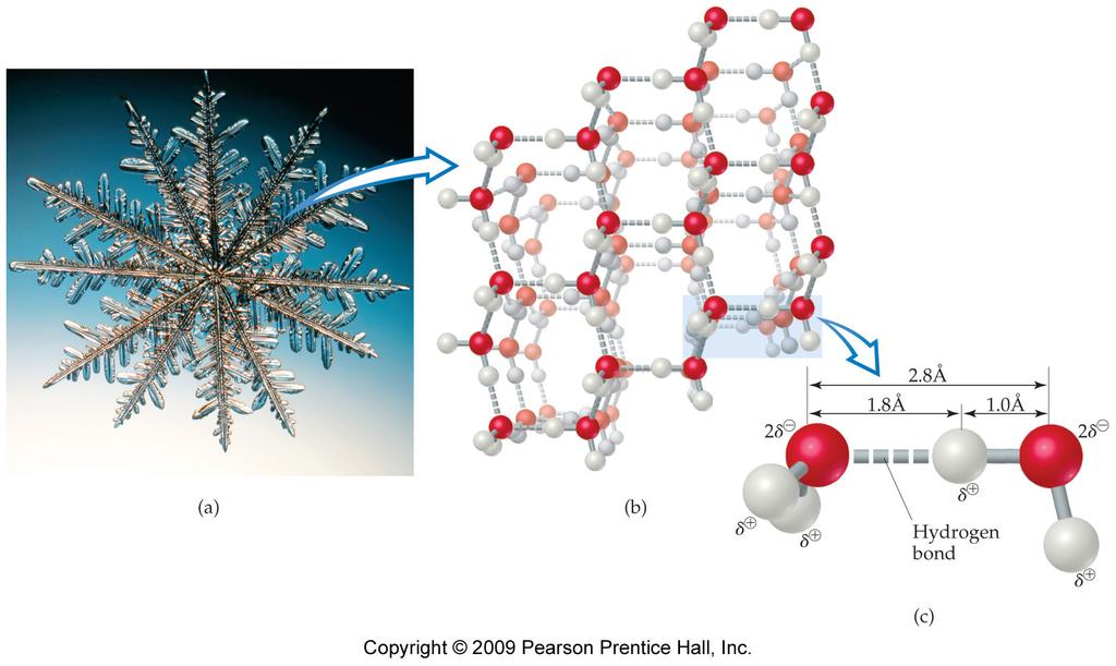 Why Ice Floats In ice, water molecules are locked