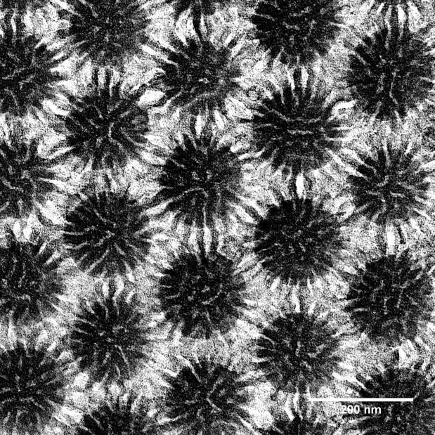 Figure S5. Top-view bright field TEM micrograph of MB-MW-4 (PtBA M n = 26.7 kda, PtBA = 0.51 chains/nm 2 ; PS M n = 26.3 kda, PS = 0.29 chains/nm 2 ; overall = 0.