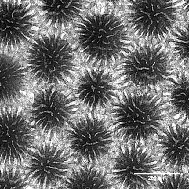 Figure S6. Top-view, bright field TEM micrograph of MB-MW-5 (PtBA M n = 32.1 kda, PtBA = 0.51 chains/nm 2 ; PS M n = 31.6 kda, PS = 0.41 chains/nm 2 ; overall = 0.
