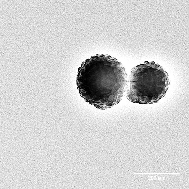 The sample was stained with RuO 4 vapor at room temperature for 20 min. Figure S11. Top-view, bright field TEM micrograph of MB-MW-4 (PtBA M n = 26.