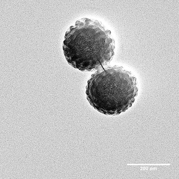 The sample was stained with RuO 4 vapor at room temperature for 20 min. Figure S13. Top-view, bright field TEM micrograph of MB-MW-6 (PtBA M n = 34.