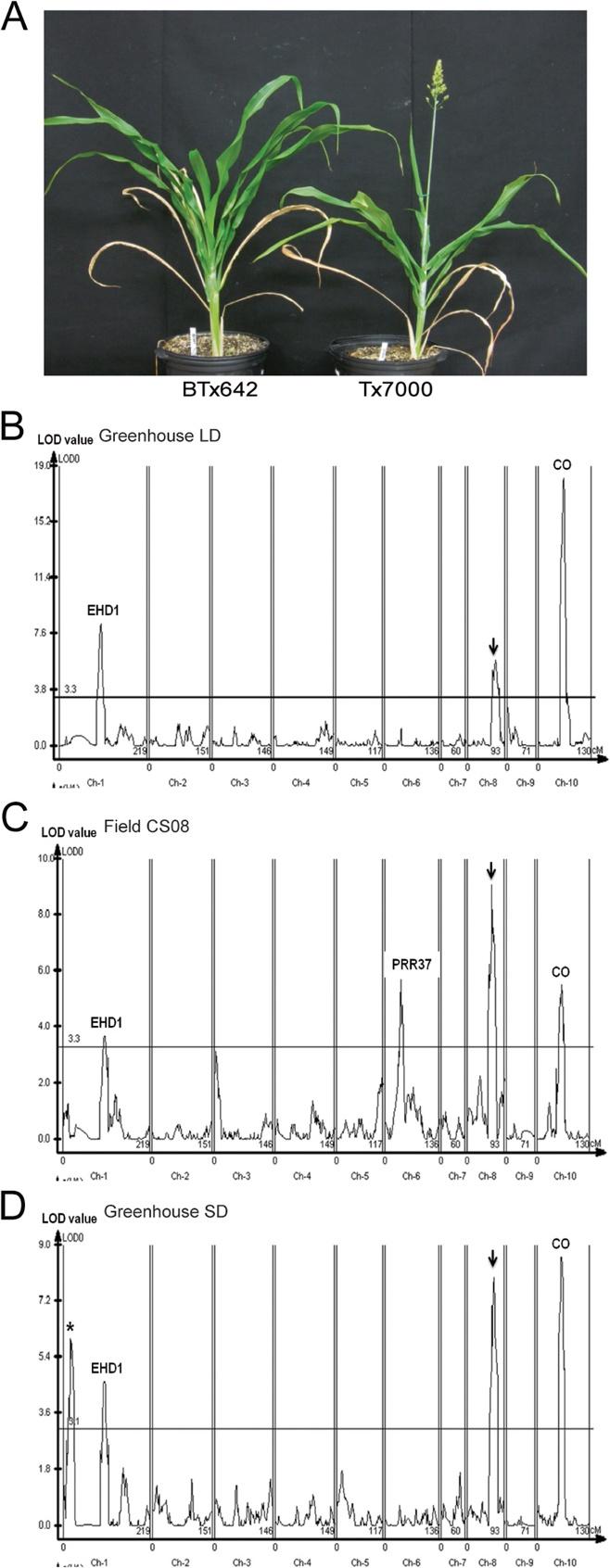Yang et al. BMC Plant Biology 2014, 14:148 Page 3 of 15 Figure 1 Genetic basis of flowering time variation in the BTx642/Tx7000 RIL population. (A).