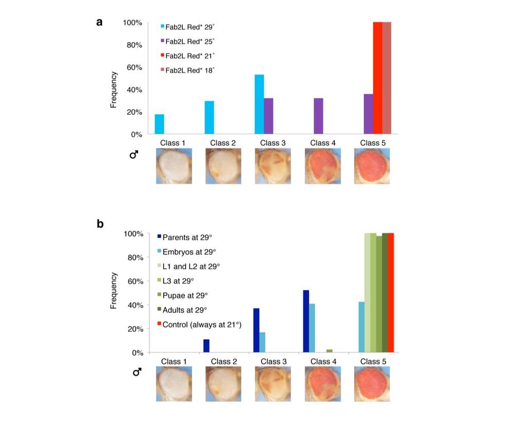 Supplementary Figure 21 Effects of high temperature on the Fab2L Red* epiline. A- Phenotypic classification based on eye pigment levels in Fab2L Red* flies reared at different temperatures.