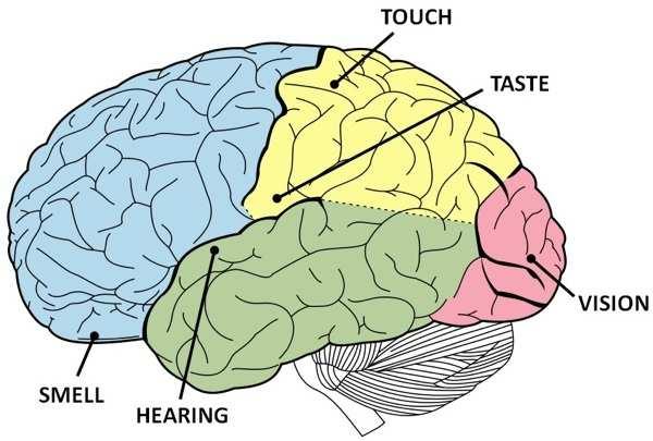 in the auditory cortex.