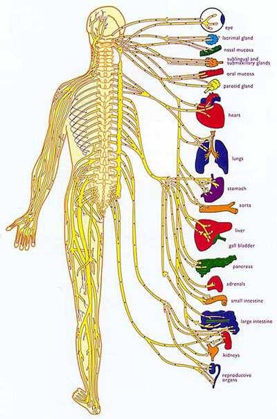Slide 71 / 83 Central Location All the information gathered from different senses and organs of the body travel