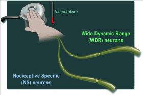 Slide 72 / 83 Entering the rain Signals from the body travel through the brain stem into the brain.