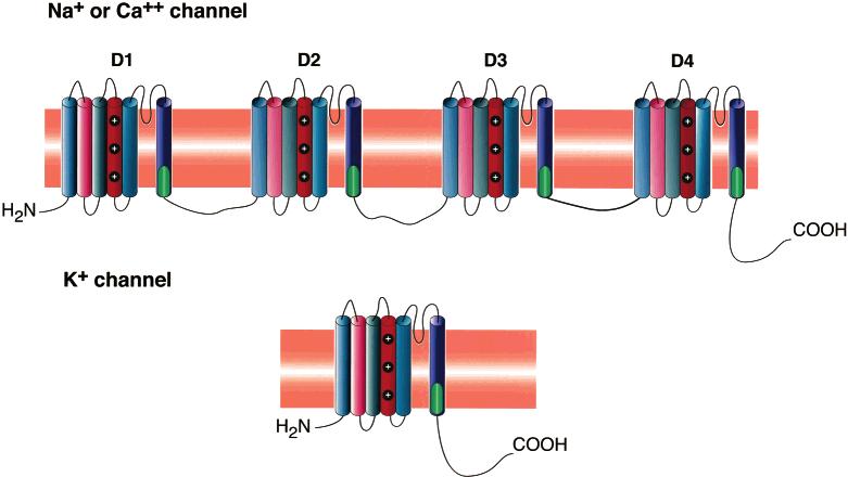 Therefore, depolarization will energetically favor the open channel. FIGURE 2: Transmembrane topology of sodium, calcium, and potassium channels. Extracellular is depicted above the membrane.
