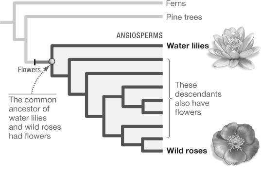 15. In the figure below, which group is not a clade? A. Ferns B. Non-flowering plants (ferns and pines) C. Flowering plants (indicated by the dark color) D. Water lilies E.