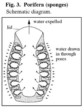 Water movement and maximizing filtering area osculum The body of a simple