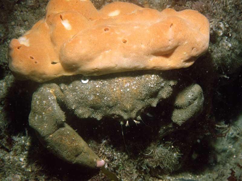 Associations Sponges provide habitat for a variety of