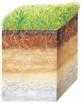 Most soil has layers, or horizons. Some soils have many horizons. Others have just a few. Soil horizons are alike in some ways. The top layer is called topsoil. It often has humus.