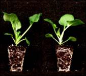 into thirds, each lasting 9 day (petunia) or 11 days (pansy) Plugs were