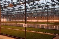 Light Intensity Supplemental Lighting during Liner Production (Cuttings)