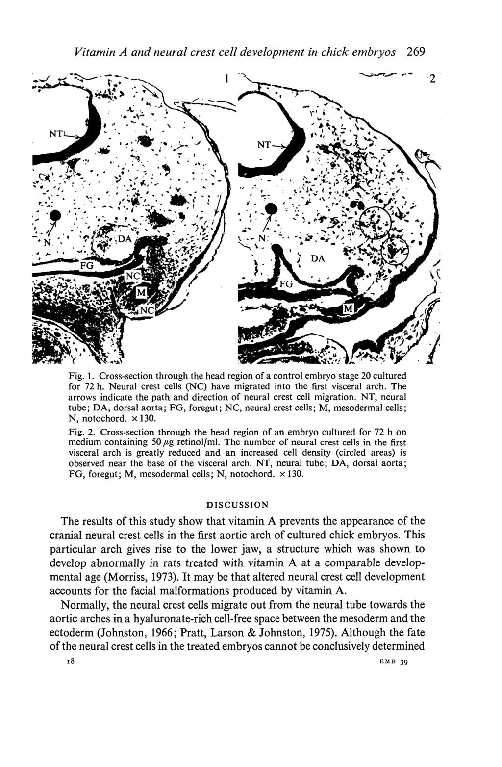 Vitamin A and neural crest cell development in chick embryos 269 Fig. 1. Cross-section through the head region of a control embryo stage 20 cultured for 72 h.