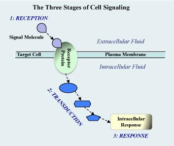 OpenStax-CNX module: m53235 2 Figure 1: Communication between two cells involves three stages: Reception of the signal from the initiating cell, Transduction of the signal via intracellular pathways,