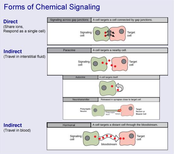 OpenStax-CNX module: m53235 4 Figure 2: Cell signaling can be organized into a hierarchy of categories: Direct vs. Indirect > Indirect = Paracrine vs. Hormonal > Paracrine = General vs. Autocrine vs.
