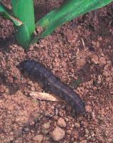 Insect Pests Ric Bessin To manage insect pests of corn, producers have a large number of effective options including preventive cultural controls (such as rotation), insecticides, and resistant