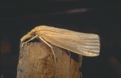 Southwestern Corn Borer While similar in biology to the European corn borer, southwestern corn borer is more difficult to control.