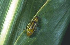 Western corn rootworm adult. Fall armyworm. late-maturing hybrids are more likely to become infested. Fall armyworm causes serious leaf feeding damage as well as direct injury to the ear.