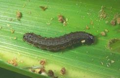 Large fall armyworm larvae consume large amounts of leaf tissue, resulting in a ragged appearance to the leaves similar to grasshopper damage.
