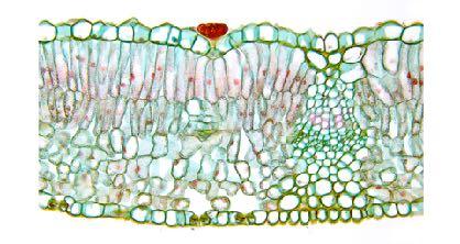 merstem chloroplasts specalzed plastds nvolved n the process of