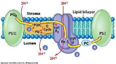 photolyss requres 4 electrons ( for each atom) producton of NADH brdgng the gap QH -> cytochrome b6f