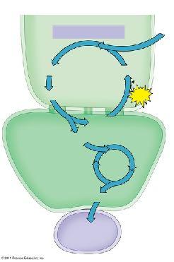AD AT bundle yruvate sheath (C) cells CAM plants