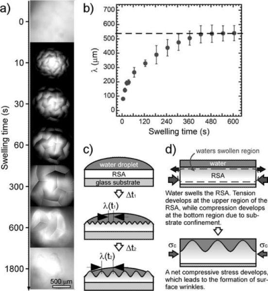 Chan et al. Page 6 FIGURE 1. (a) Formation of surface wrinkles and their dynamic evolution with swelling time in water.