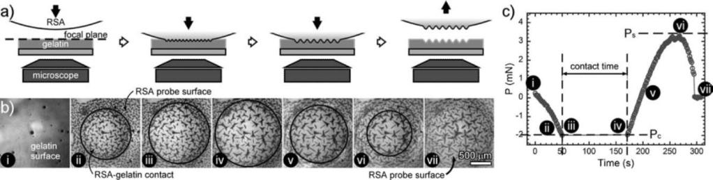 Chan et al. Page 7 FIGURE 2. (a) Contact adhesion test for the RSA hemisphere with the gelatin surface.