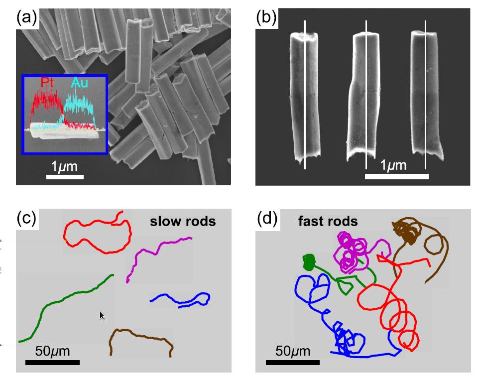 Bent Active Nanorods Figure: From the Courant Applied Math Lab