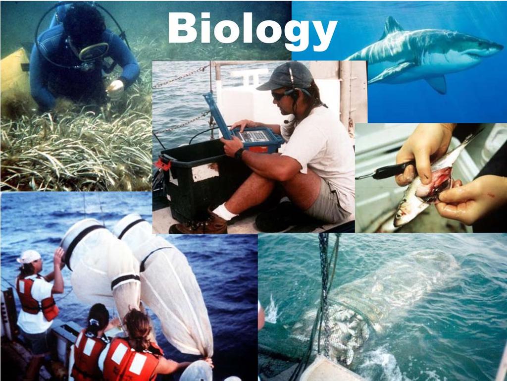 Let s look at major fields of ocean science: Biological Oceanography: Covers any/all life forms in the ocean & the interactions of life with the chemical & physical surroundings, from bacteria to