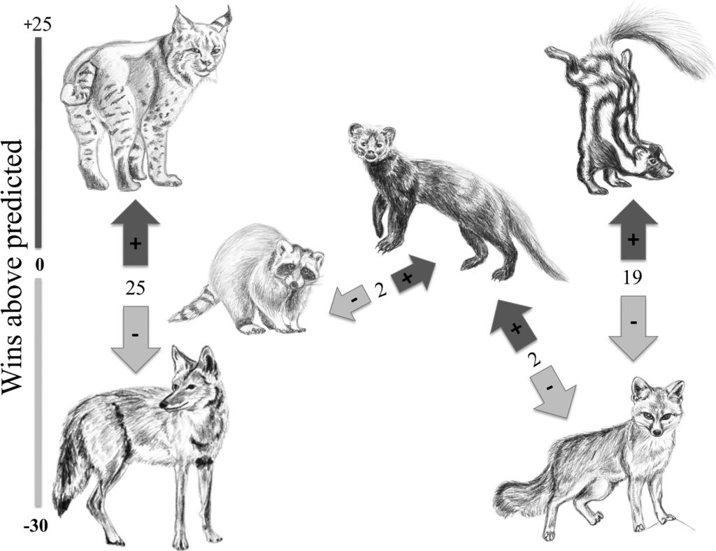 August 2016 ENCOUNTER COMPETITION IN MESOCARNIVORES 1909 Fig. 2. An illustrative figure of the dynamics of encounter competition between specific species.