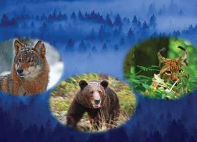 INTERSPECIFIC INTERACTIONS AMONG LARGE CARNIVORES IN SLOVENIA