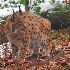 EFFECTS OF KLEPTOPARASITISM BY BEARS ON EURASIAN LYNX EFFECTS OF KLEPTOPARASITISM BY