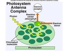 Electrons replace those lost to chlorophyll c. c. The oxygen atoms form O 2 as a waste product supply most O 2 in atmosphere What are the products of the light reactions? (ATP and NADPH) II.