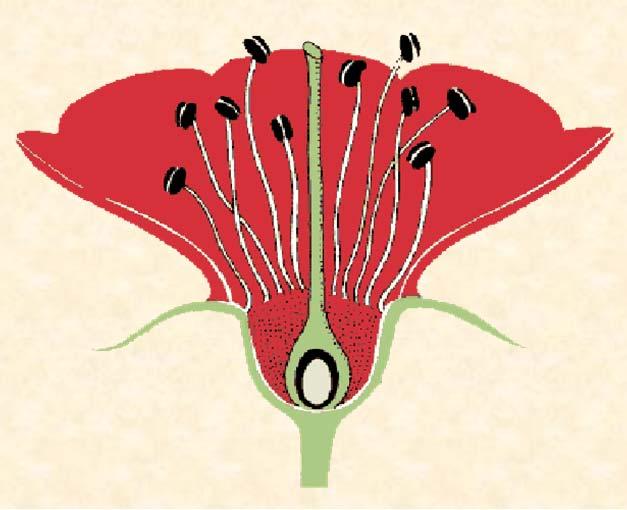 Flower Functions Exchange pollen Achieve fertilization Produce seed