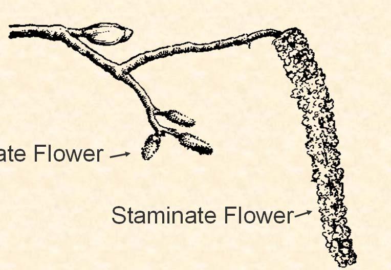 Pistillate Flower