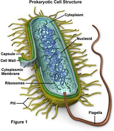 Nucleoid region contains the DNA Cell membrane & cell wall Contain ribosome (no membrane) to make proteins in their